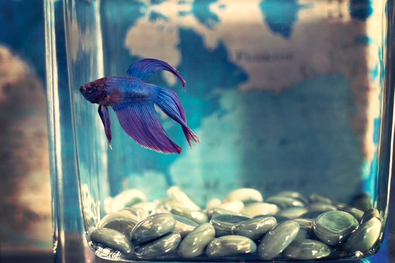 Close up of a Beta fish in a fish tank. World map in background